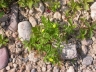 potentilla_supina_478_f58e22.jpg
