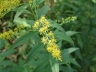 solidago_gigantea_1169_2de523_1169_239327.jpg